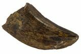 Serrated, Tyrannosaur Tooth - Judith River Formation, Montana #114006-1